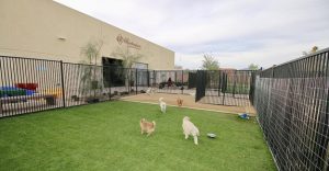 بالصور فندق 5 نجوم للكلأب فقط !!