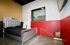 بالصور فندق 5 نجوم للكلأب فقط !!