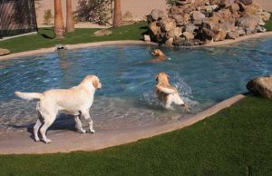 بالصور فندق 5 نجوم للكلأب فقط !!